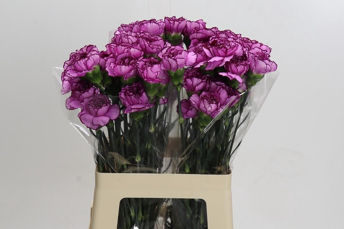 <h4>Dianthus St Royal Damascus</h4>