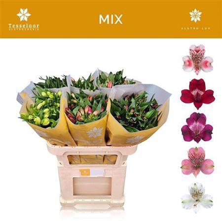 <h4>Alstr Gem In Fust</h4>