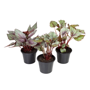 BEGONIA BELEAF P15 PO
