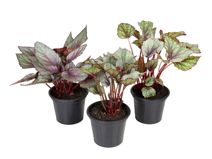 BEGONIA BELEAF P15 PO