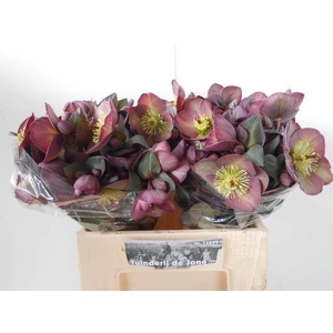 HELLEB FROSTKISS DANAS DULCET