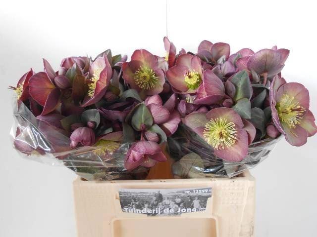 <h4>HELLEB FROSTKISS DANAS DULCET</h4>