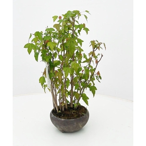 Acer buergerianum, group, pot 12cm.