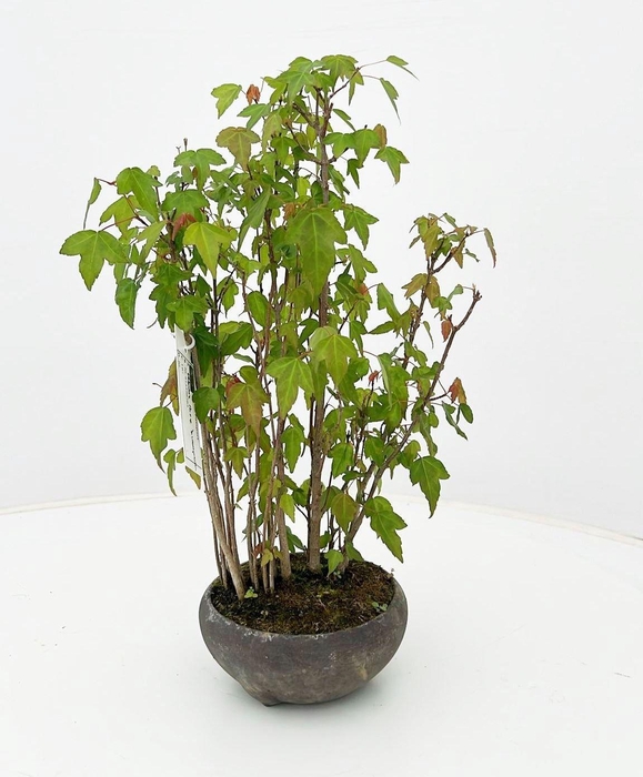 <h4>Acer buergerianum, group, pot 12cm.</h4>