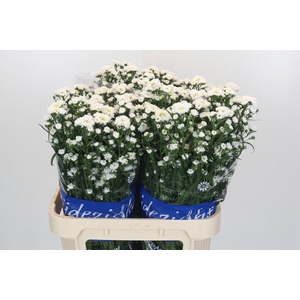 Aster Cassy