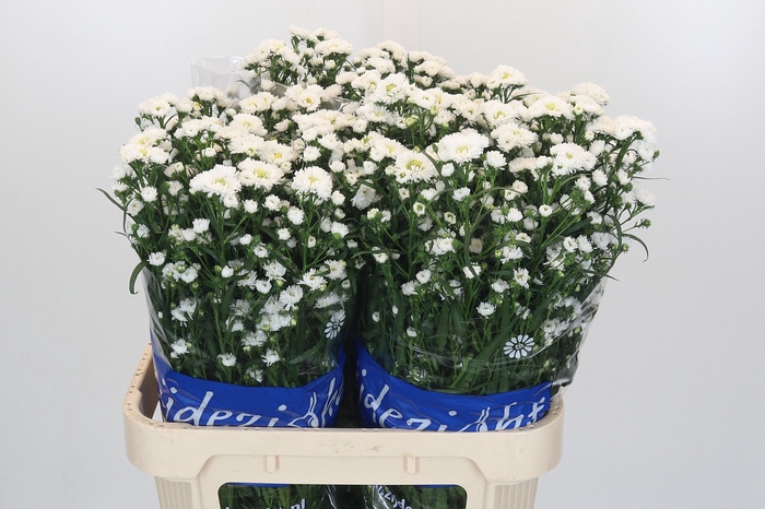 <h4>Aster Cassy</h4>
