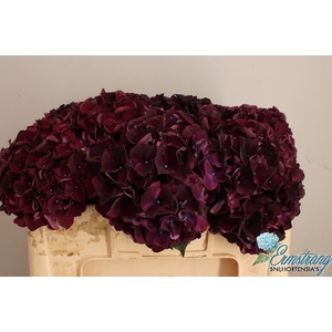 HYDR M MAG DARK RUBY