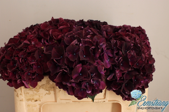 <h4>HYDR M MAG DARK RUBY</h4>
