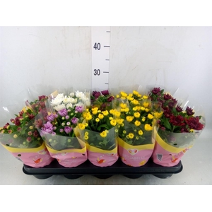 Chrysanthemum   ..rosebud mix