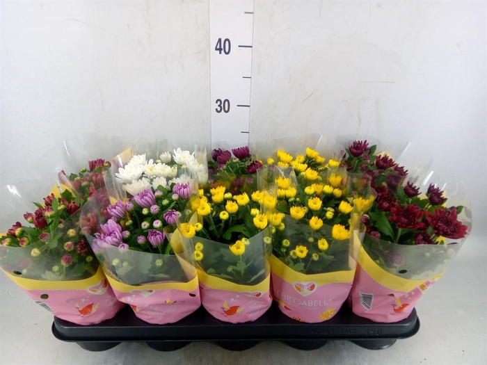 <h4>Chrysanthemum   ..rosebud mix</h4>