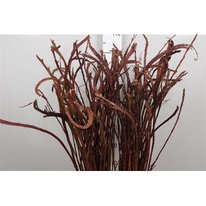 Salix Sekka Bandwilg