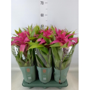 Guzmania  'Deseo Pink'