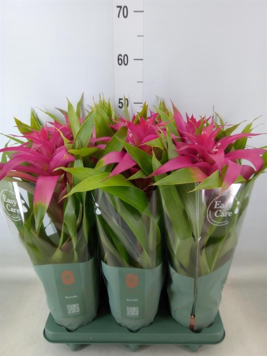 <h4>Guzmania  'Deseo Pink'</h4>