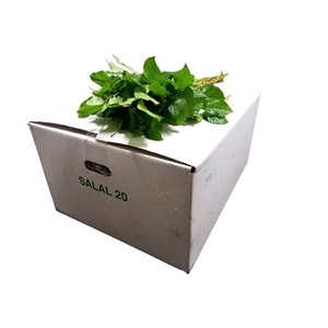 SALAL EXTRA (LONG)