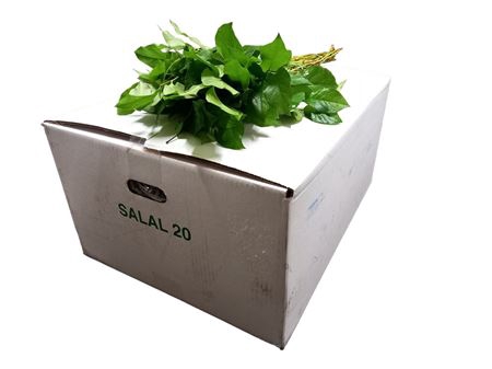 <h4>SALAL EXTRA</h4>