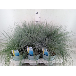 Festuca glauca 'Intens Blue'