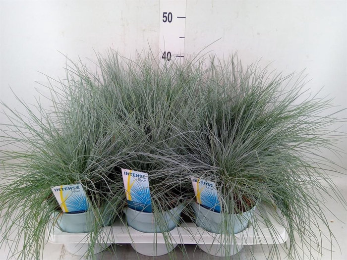 <h4>Festuca glauca 'Intens Blue'</h4>
