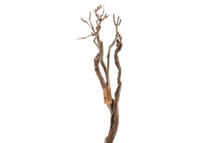 <h4>Syringa Branch Extra Lesueur</h4>