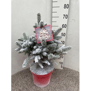 Picea Pu Super Blue