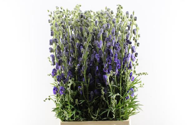 <h4>Aconitum Napel Pyramide 90</h4>
