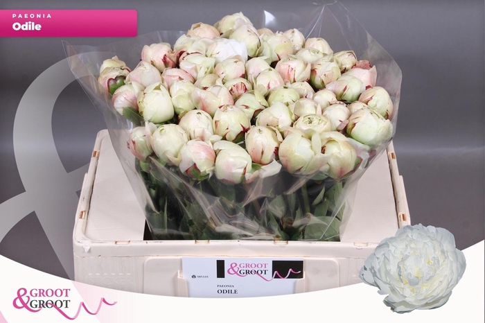 <h4>PAEO L ODILE</h4>