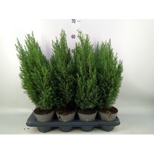 Chamaecyparis laws. 'Ellwoodii'