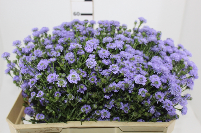 <h4>ASTER D. PLUS 060 CM MIN 20 GRAMAS</h4>