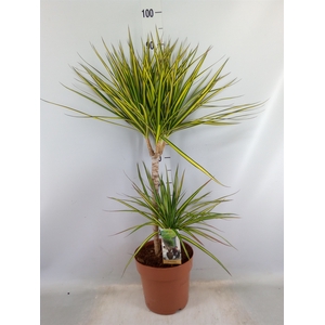 Dracaena marg. 'Sunray'