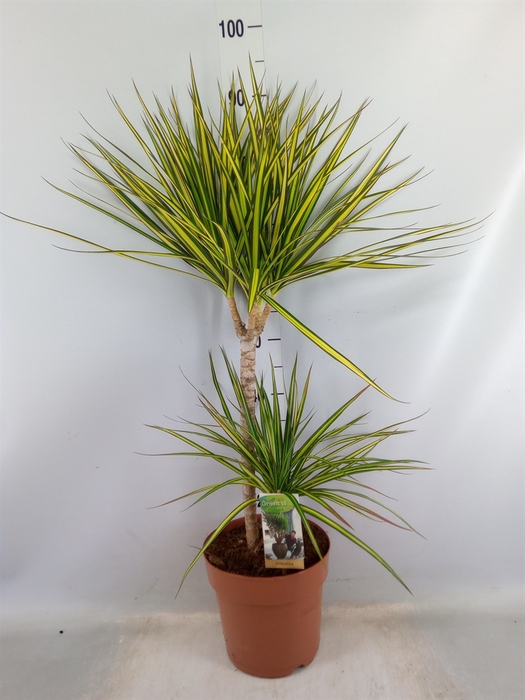 <h4>Dracaena marg. 'Sunray'</h4>