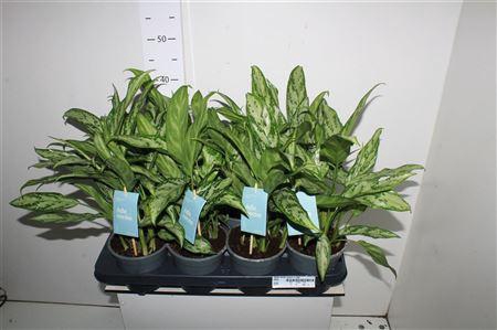 <h4>Aglao Silver Queen C</h4>