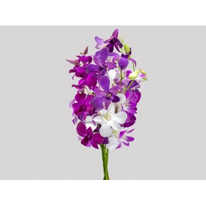 DENPHALAEN MACO PINK MIN 30 FLS