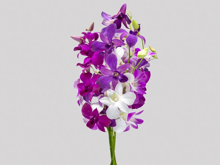 <h4>DENPHALAEN MACO PINK MIN 30 FLS</h4>