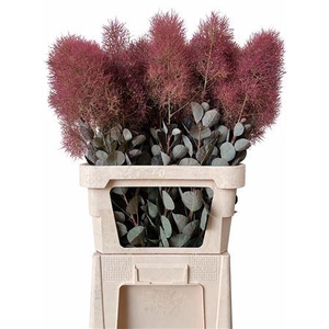 COTINUS C MAGICAL RED TORCH