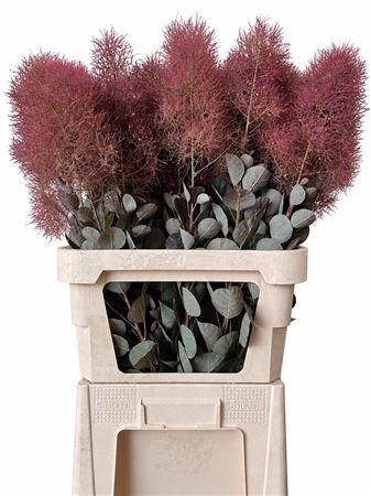 <h4>COTINUS C MAGICAL RED TORCH</h4>