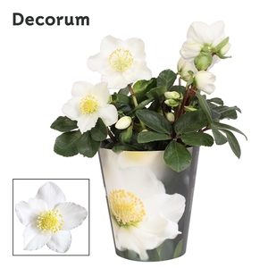 Helleborus n. Christmas Carol 12cm Decorum (M) pc