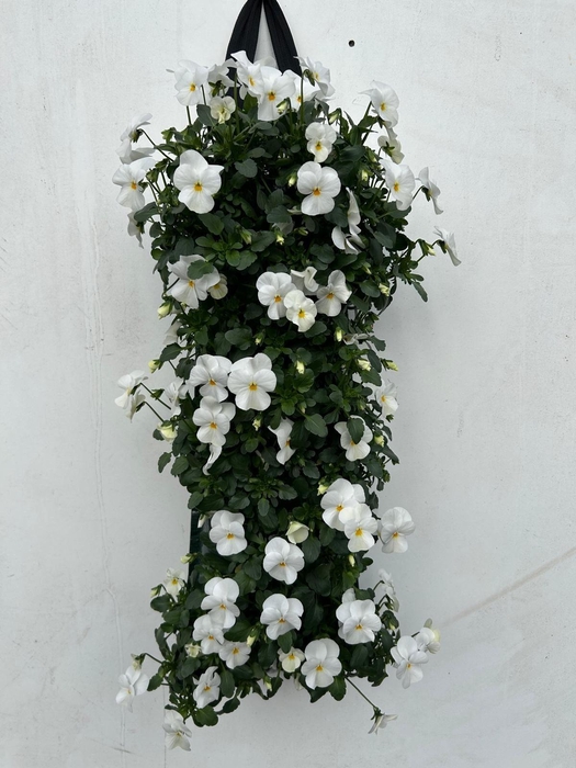 <h4>VIO CORNUTA</h4>