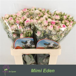 R Tr Mimi Eden