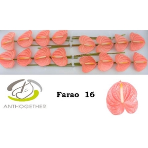 Anthurium andr. 'Farao'