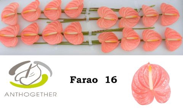 <h4>Anthurium andr. 'Farao'</h4>
