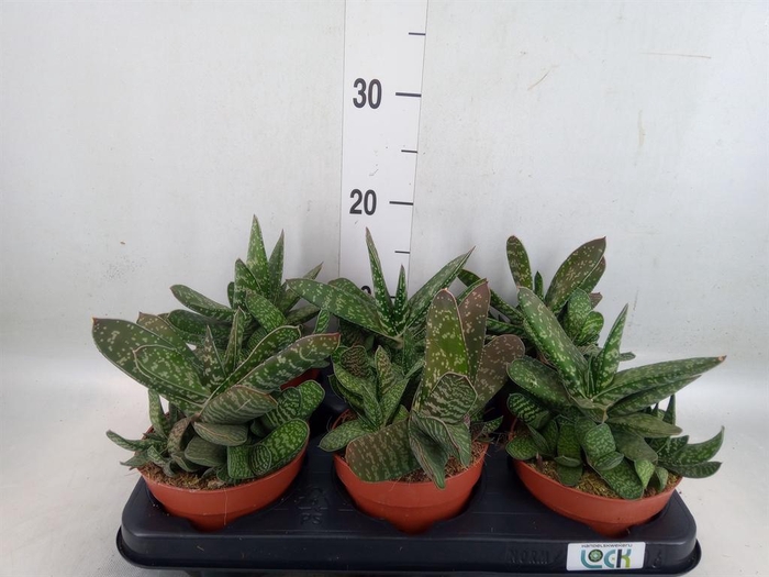 <h4>Gasteria 'Amour'</h4>