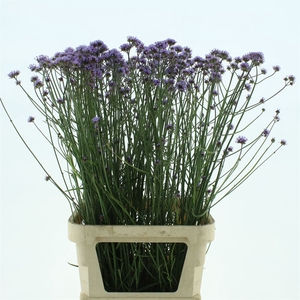 Verbena Bona Lollipop