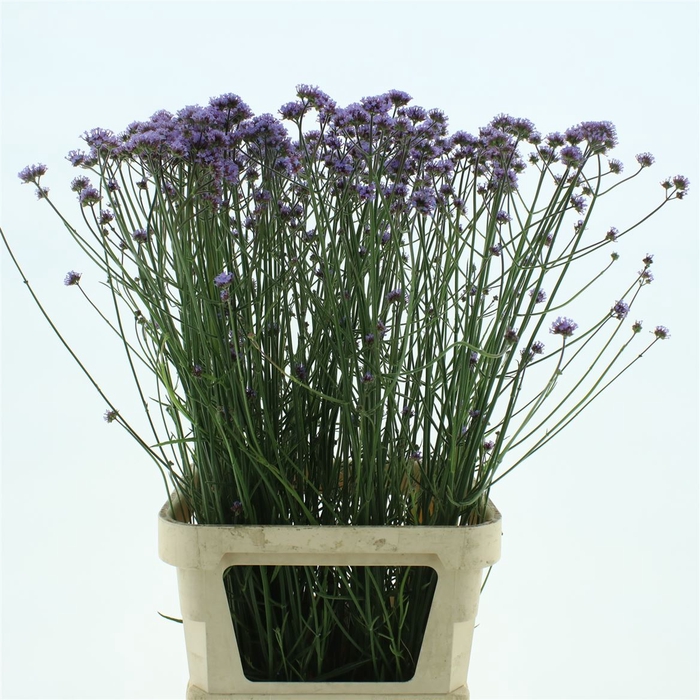 <h4>Verbena Bona Lollipop</h4>