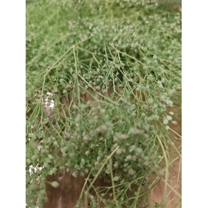 GESTABILISEERD GYPS MILLION STAR MINTGROEN