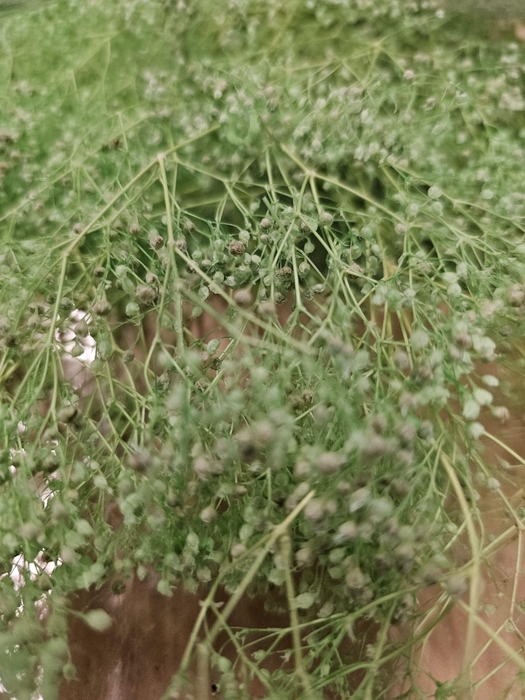 <h4>GESTABILISEERD GYPS MILLION STAR MINTGROEN</h4>