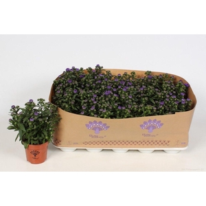 Aster Showmakers Blue Bayou
