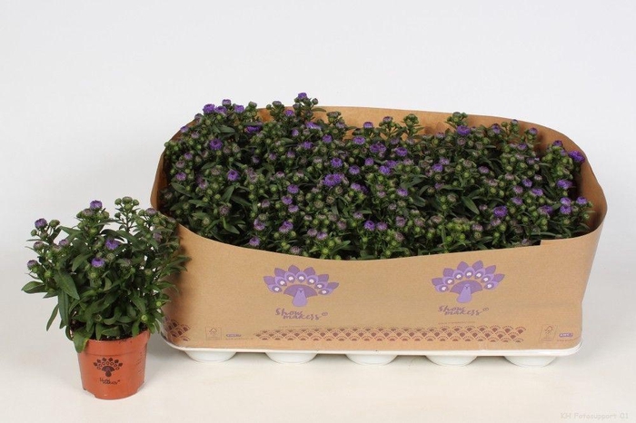 <h4>Aster Showmakers Blue Bayou</h4>