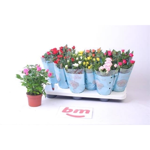 Rosa Beau Monde mixed 10,5Ø 25cm