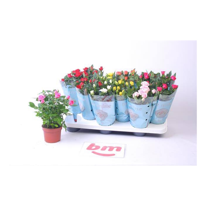 <h4>Rosa Beau Monde mixed 10,5Ø 25cm</h4>
