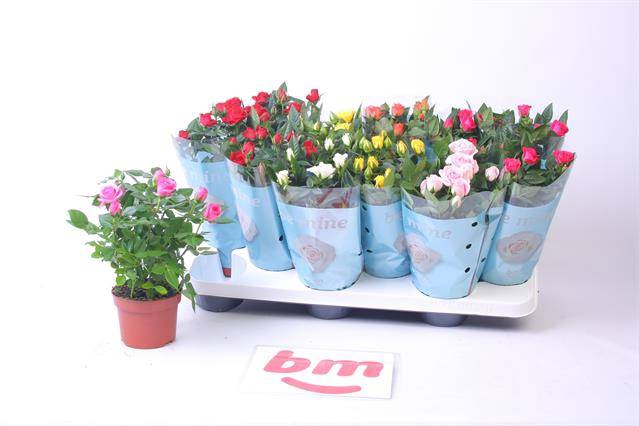 Rosa Beau Monde mixed 10,5Ø 25cm