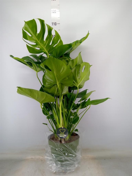 <h4>Monstera delic.</h4>